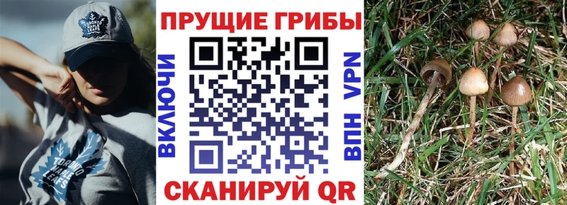 Псилоцибиновые грибы MAGIC MUSHROOMS  мега tor  Симферополь 
